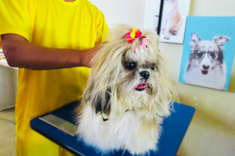 Projeto da UNP Goiás qualifica reeducandos para o setor pet, um dos que mais cresce no país